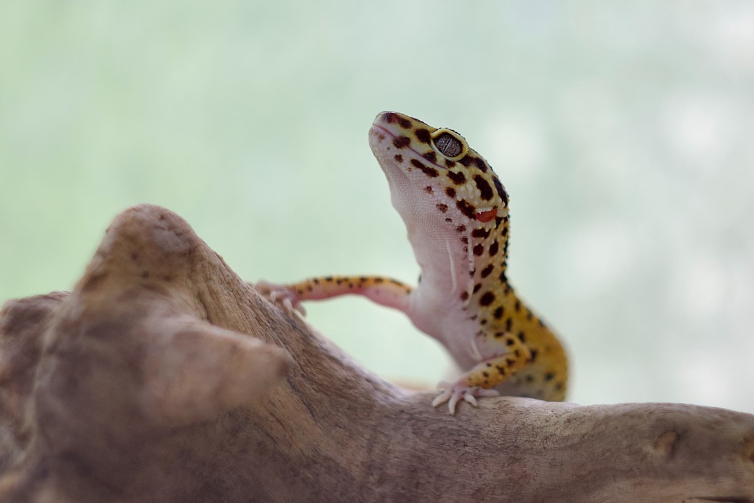 Do Crested Geckos Need UVB Lighting?