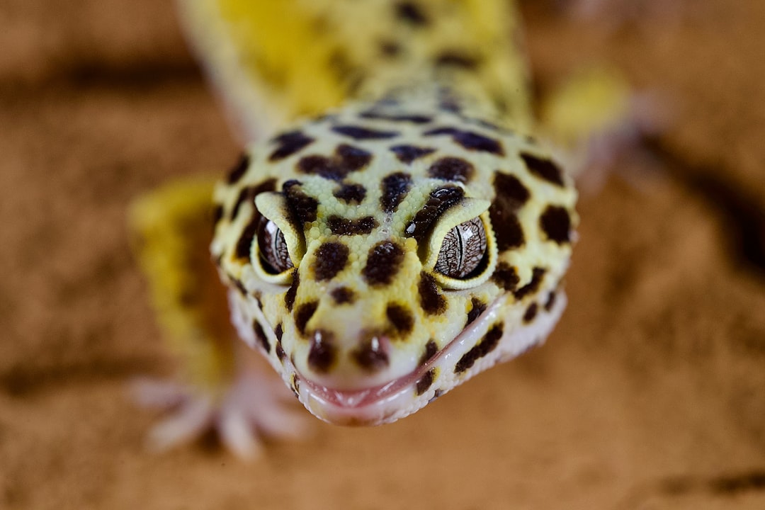 Crested Gecko Not Eating? Causes and Solutions