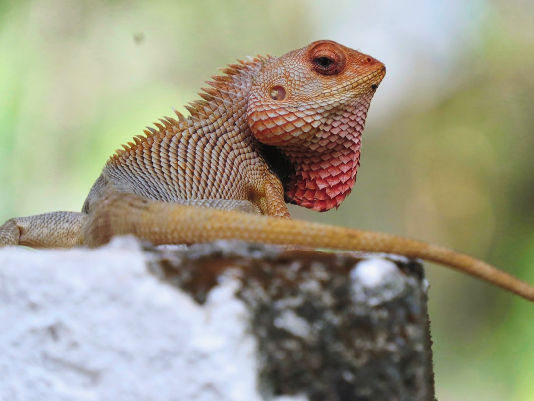 Pangea vs Repashy: Which Crested Gecko Food is Better?