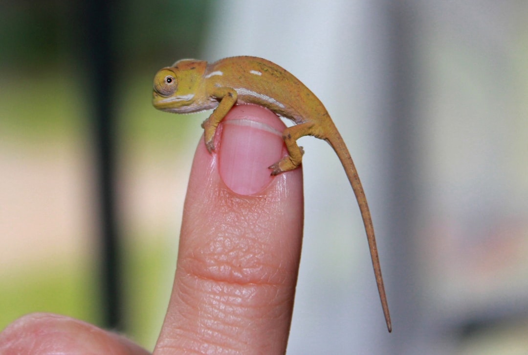 How to Handle a Crested Gecko: Taming Tips That Actually Work