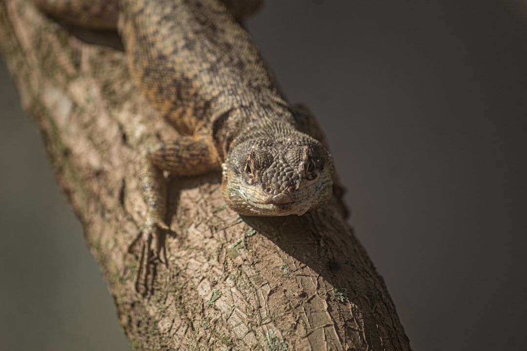 Common Crested Gecko Health Problems: Signs, Causes, and Care