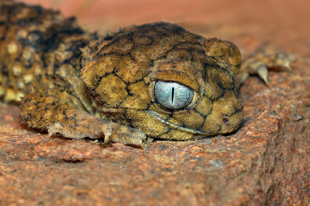 A gecko clinging to a surface with detailed scale texture visible