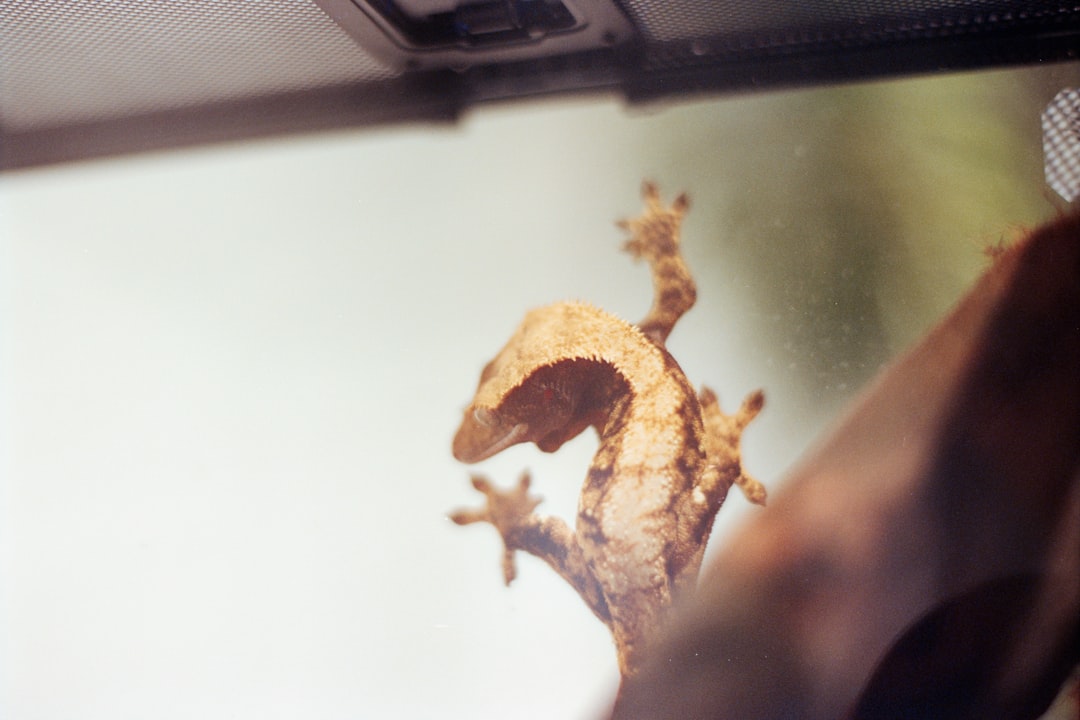 A crested gecko clinging to the glass wall of a terrarium, seen from the outside looking in