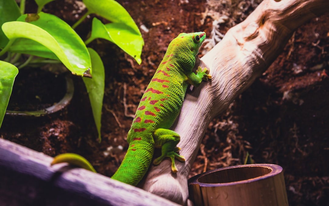 A green gecko resting on a branch inside a planted glass terrarium
