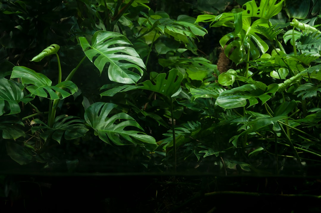 Lush green monstera leaves with a large fenestrated leaf in sharp focus