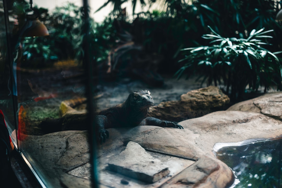 A lizard rests on rocks near water in a bioactive terrarium