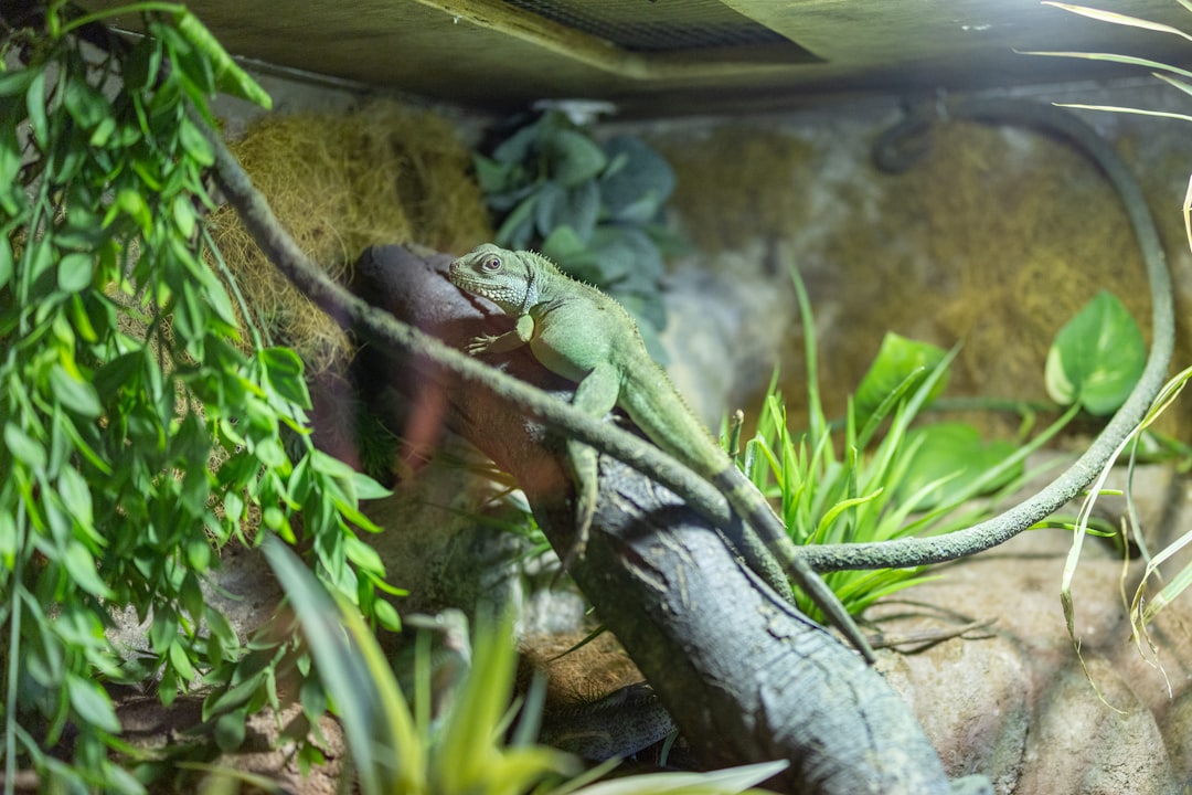 Green lizard resting on a branch surrounded by lush tropical plants