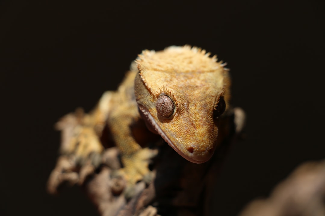 Young brown crested gecko resting on a branch in natural light