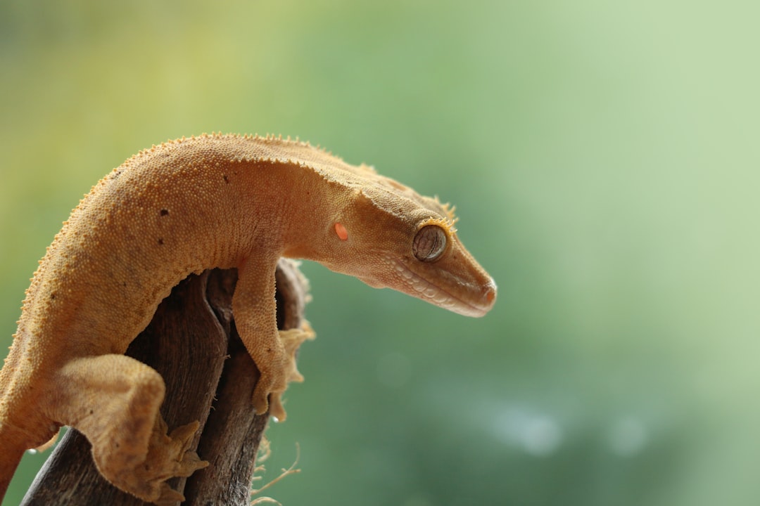 Close-up of a crested gecko perched on a branch, showing its distinctive crest and textured scales