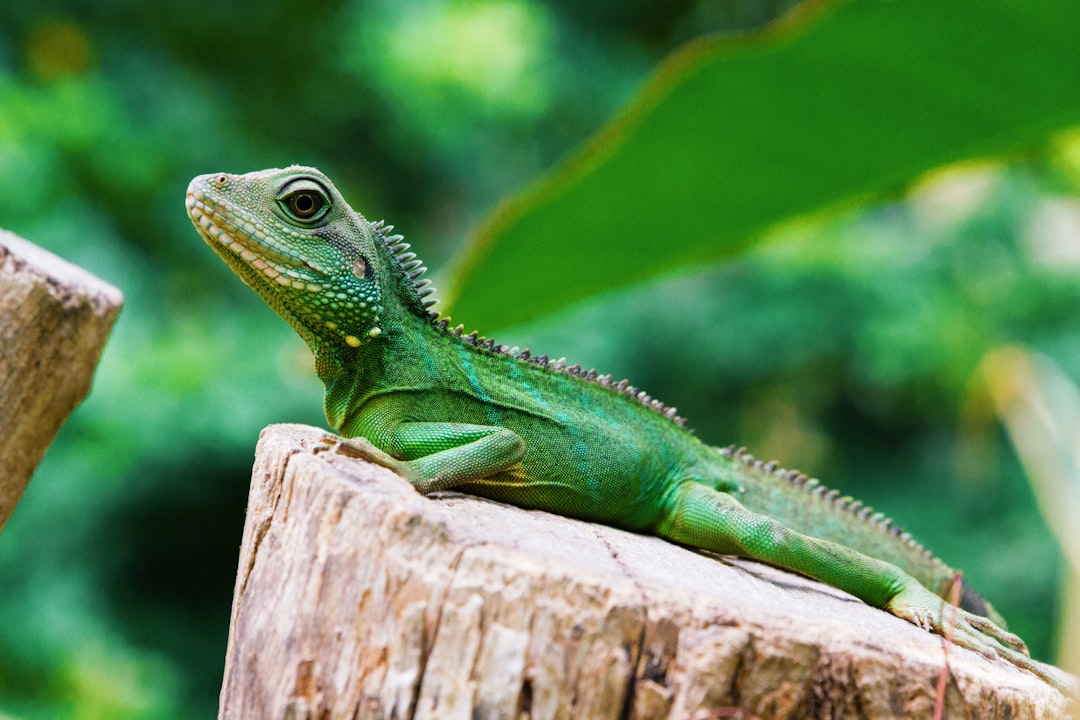 green iguana resting on rock in natural light