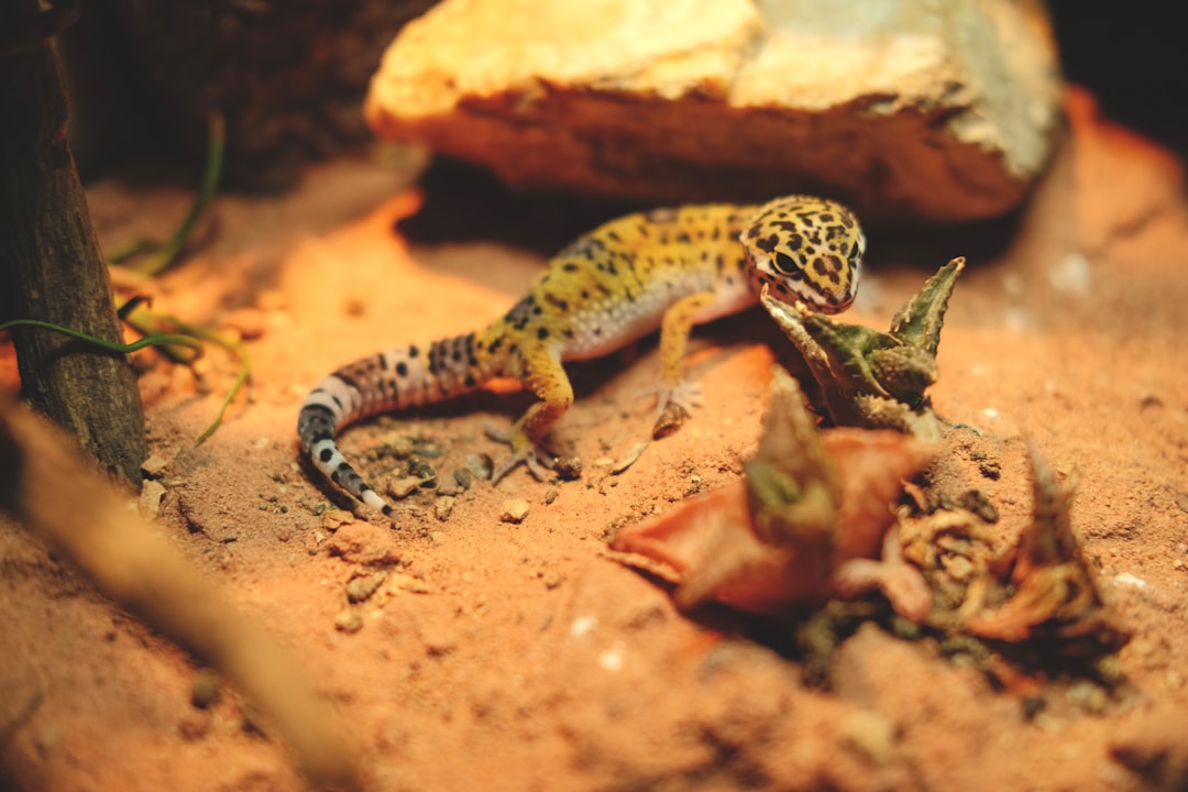 Leopard gecko resting on sandy substrate in a naturalistic enclosure