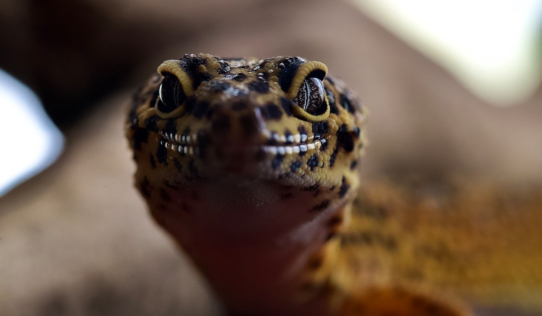Leopard gecko perched on rock inside a naturalistic reptile enclosure