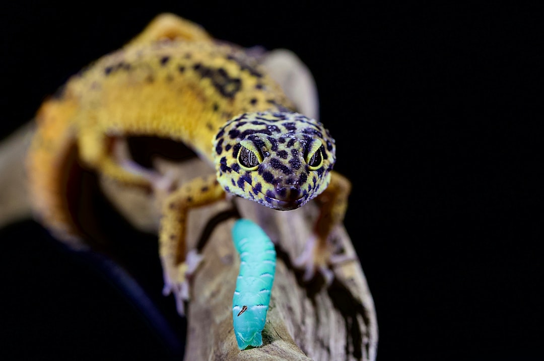 Leopard gecko showing its tongue in close-up