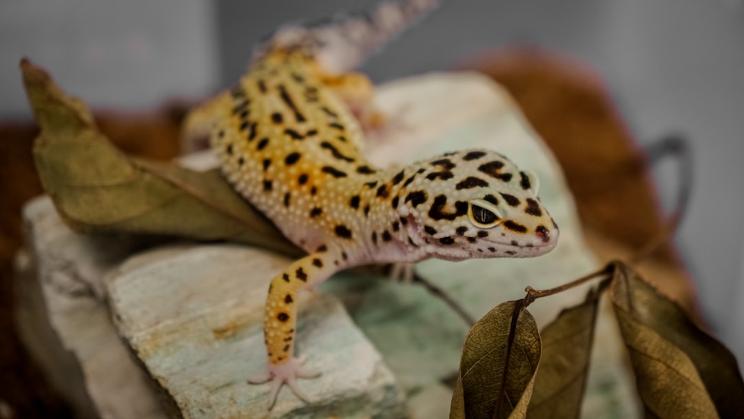 leopard gecko morph color pattern