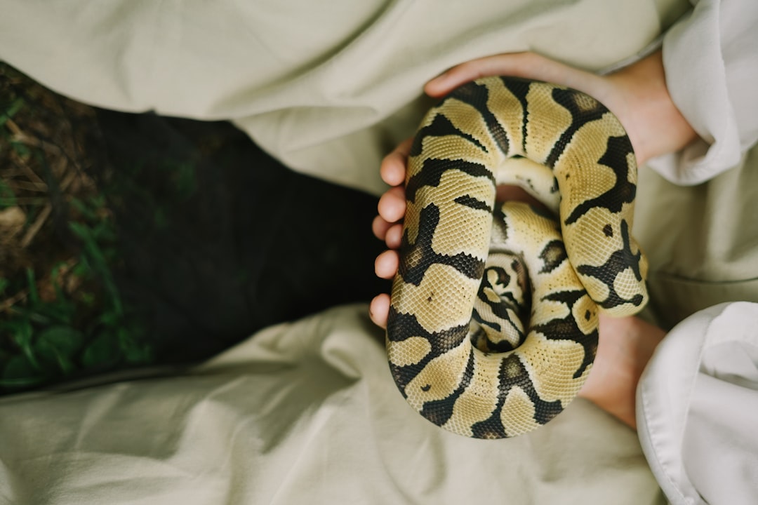 Ball python care guide for first-time snake owners hero image
