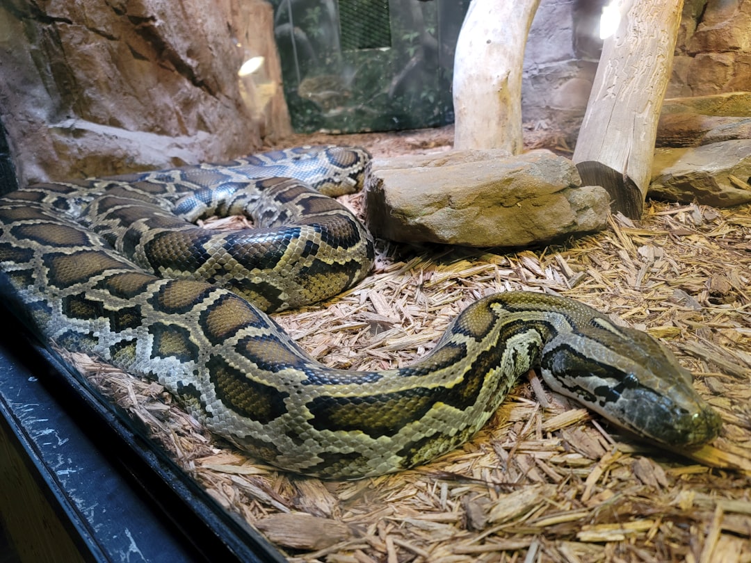 Ball python enclosure setup: tubs vs. tanks vs. PVC hero image