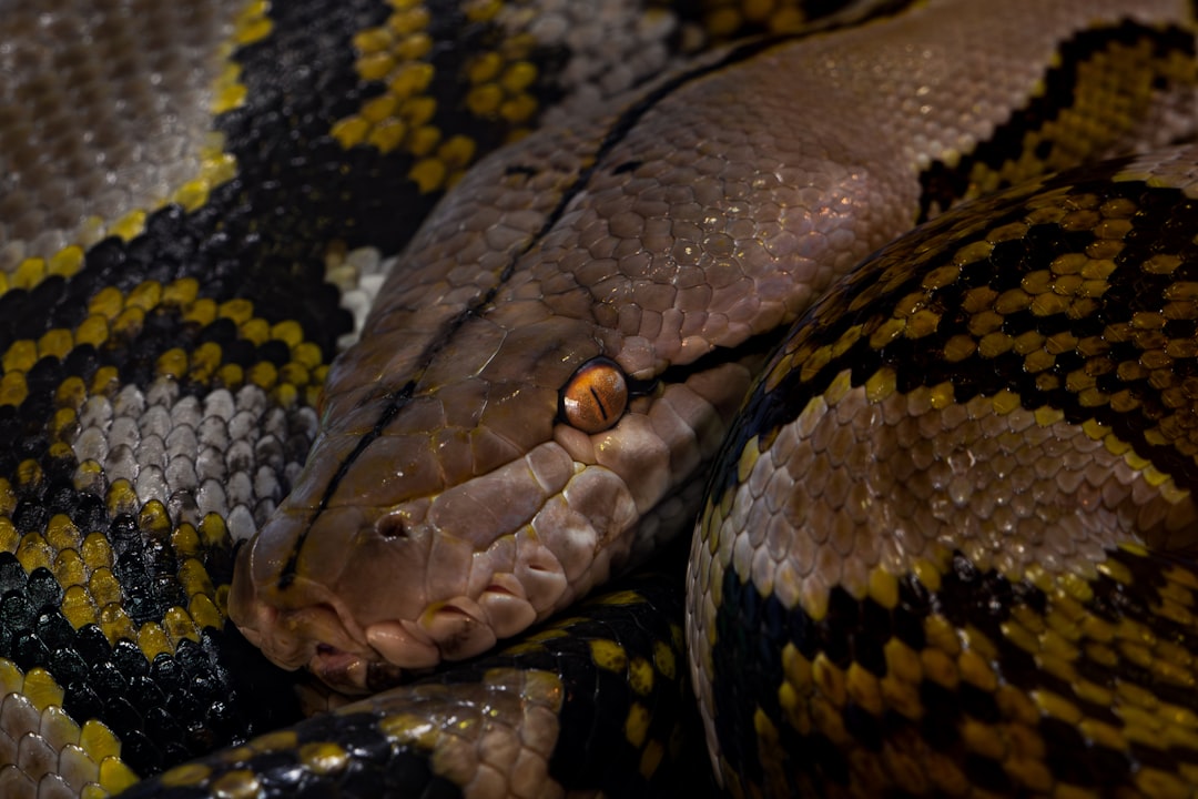 Ball python morph guide: popular genes and combos hero image
