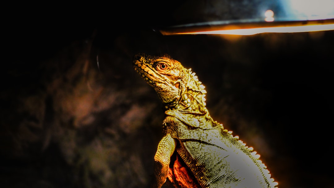 How to choose the right UVB bulb for any reptile hero image