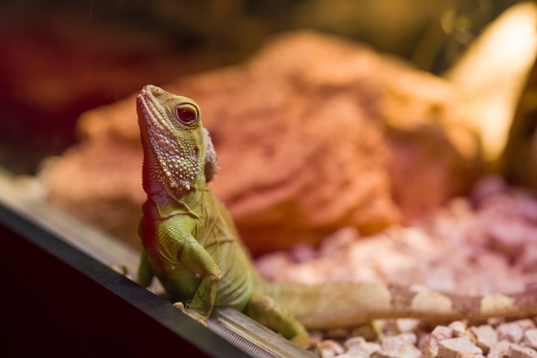 Best digital thermometers and hygrometers for reptile enclosures hero image