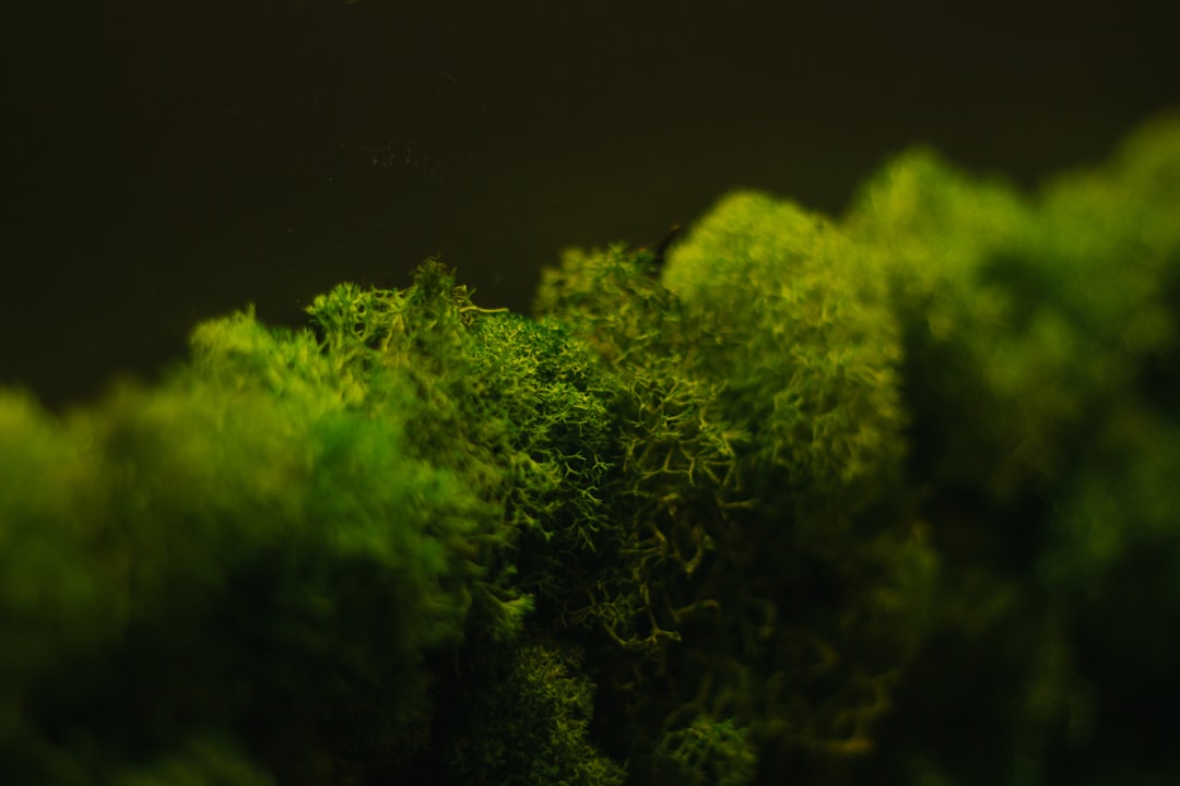 Lush green substrate with moss and plants