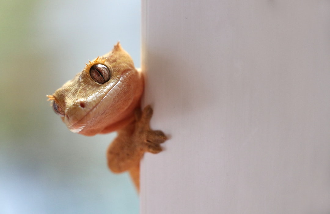 Comparison of crested and gargoyle geckos
