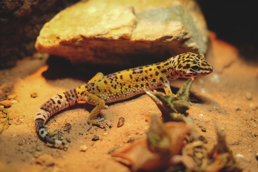 Crested gecko terrarium starter kit with enclosure, lighting, and substrate