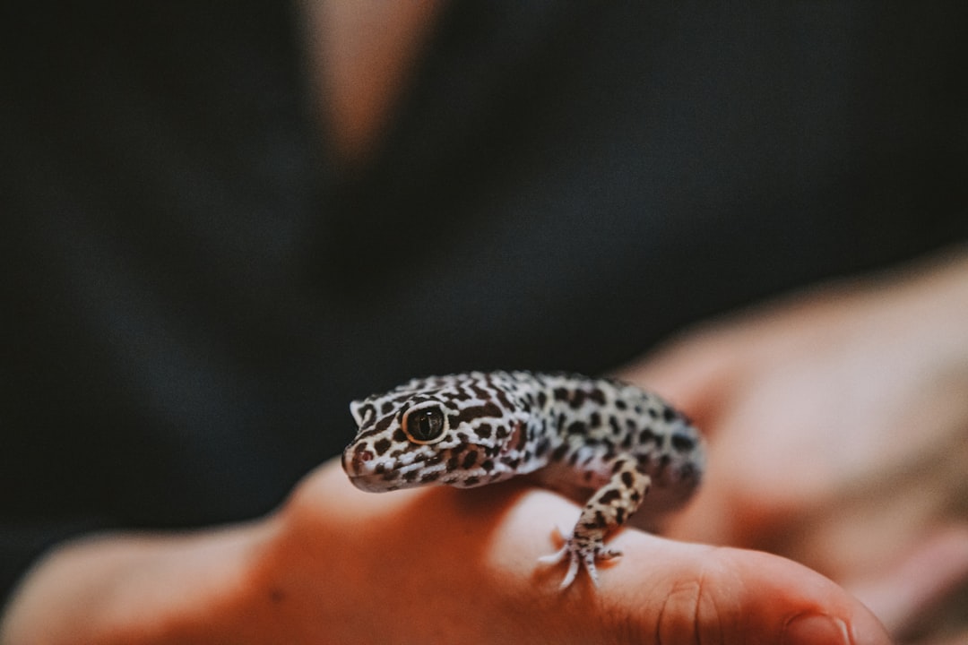 Person safely handling a crested gecko with proper grip technique
