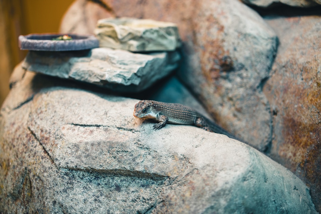 How to photograph reptiles inside an enclosure at home