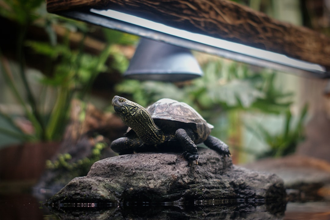 Best Reptile Lighting Setups for Bioactive Enclosures: A Buyer's Guide