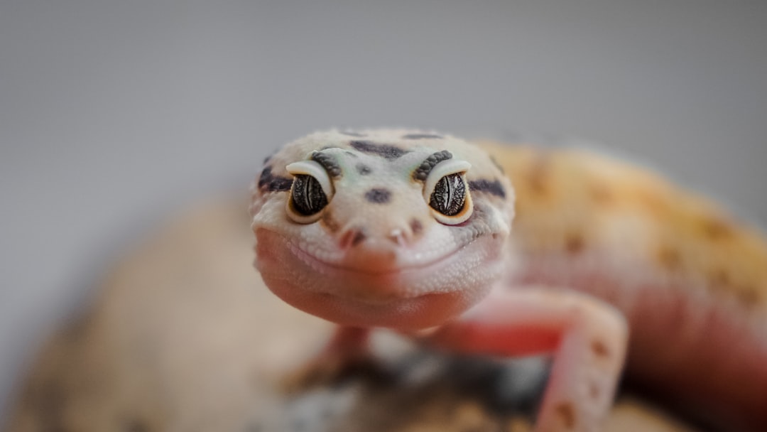 Breeding Leopard Geckos: Egg Incubation and Hatchling Care