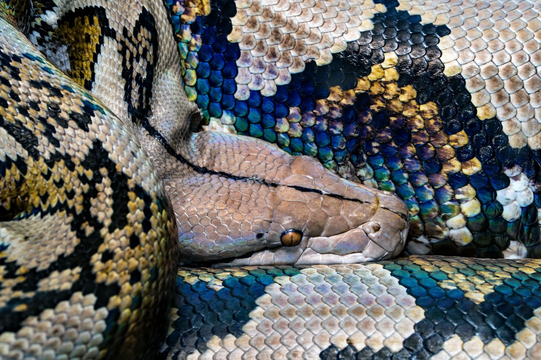 Ball python being offered prey during feeding time