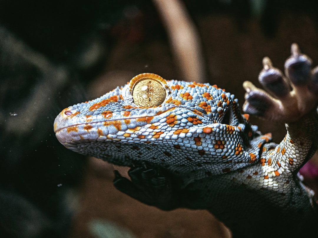 Best gram scales for weighing geckos and small reptiles hero image