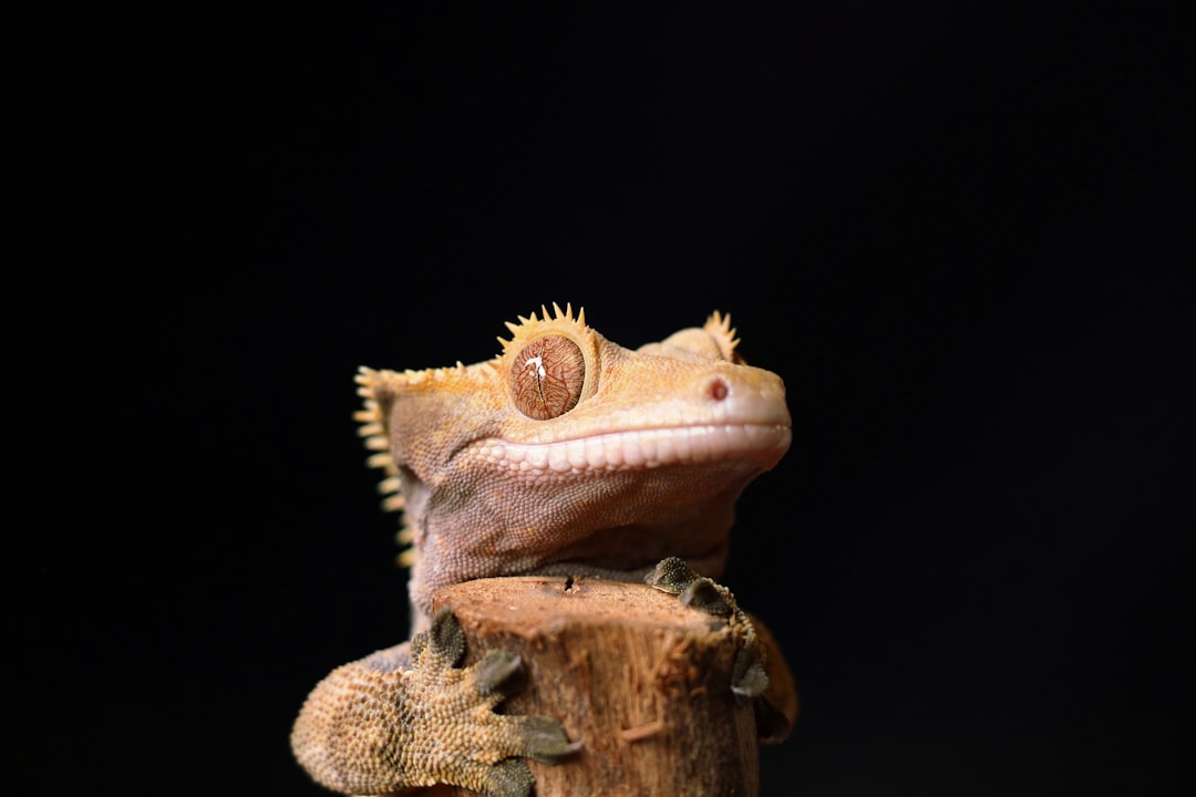 Crested gecko body condition score: underweight, healthy, and overweight examples hero image