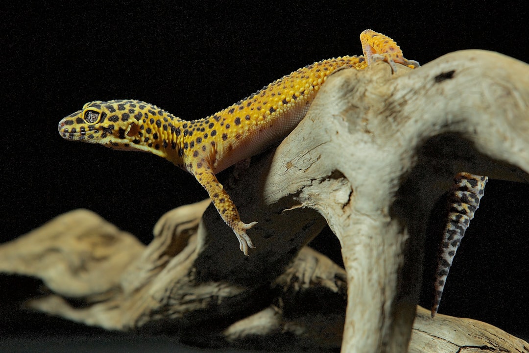 Leopard gecko weight chart and body condition by age hero image