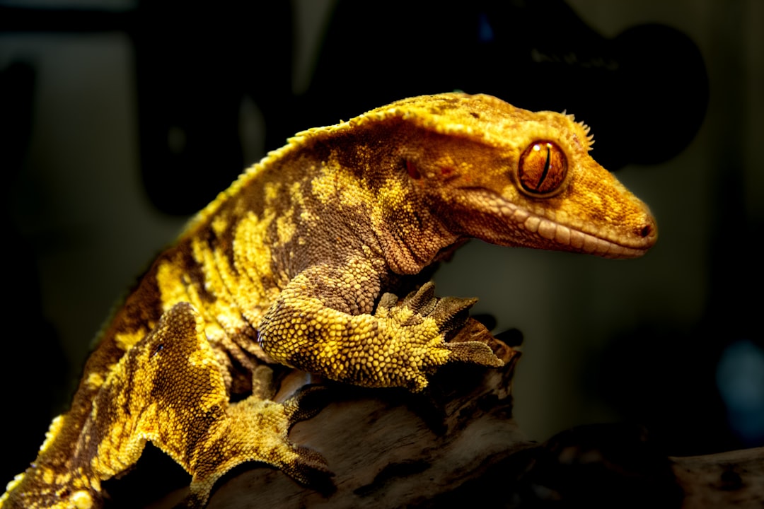 best calcium and vitamin supplements for crested gecko nutrition hero image