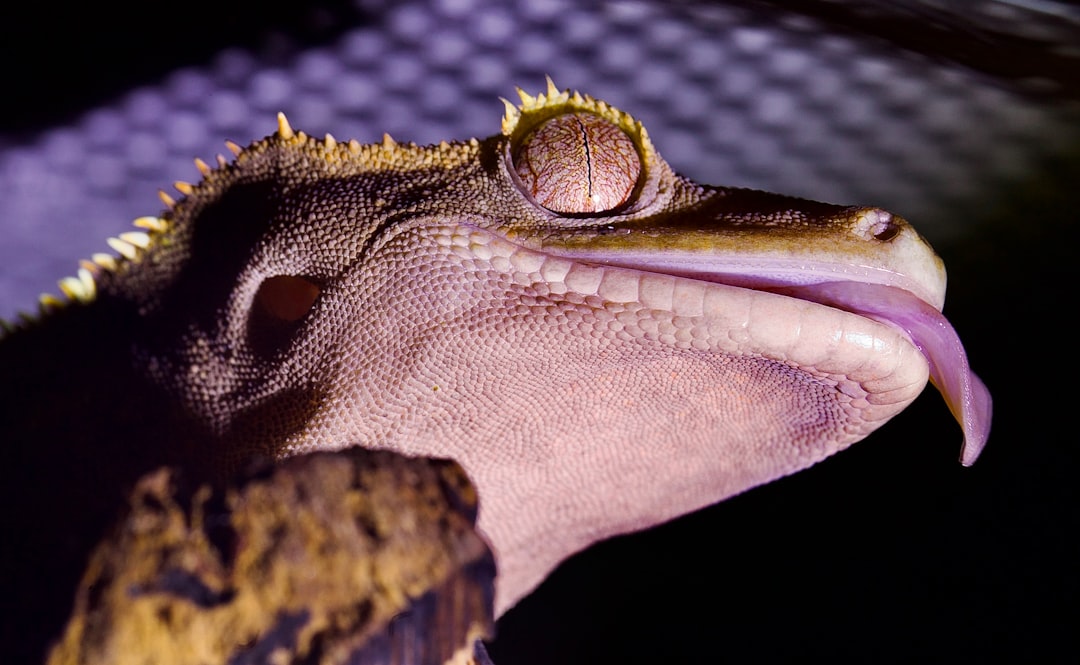 which live insects to feed crested geckos and how to culture them hero image