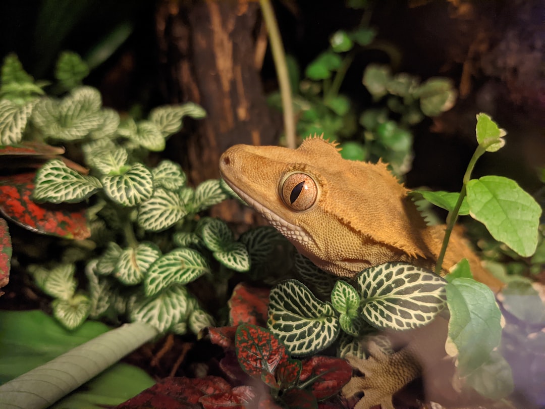 best automatic misting systems for crested gecko humidity control hero image