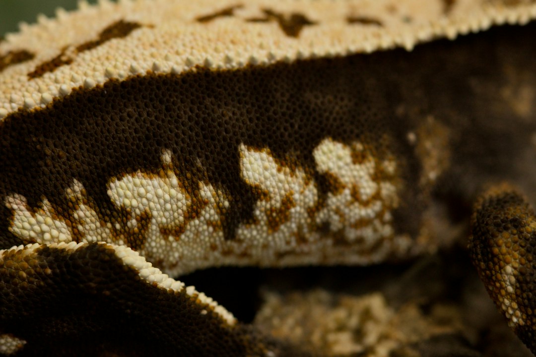 Crested gecko breeding guide courtship eggs and hatchling care hero image