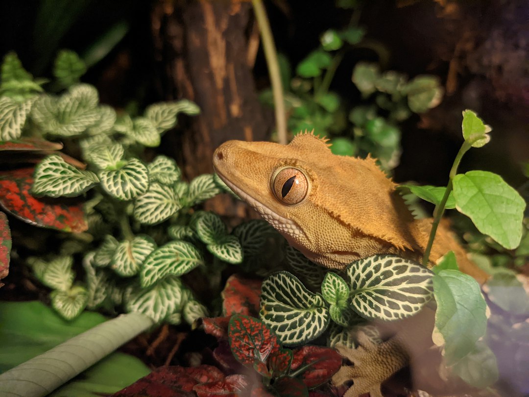 Enclosure enrichment and decorations for crested gecko behavior and mental health hero image