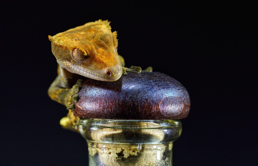 Breeding crested geckos complete guide from courtship through hatchling care hero image