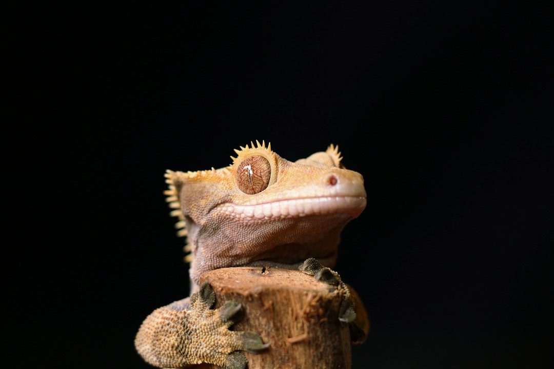 Crested gecko behavior and personality differences by age and individual hero image