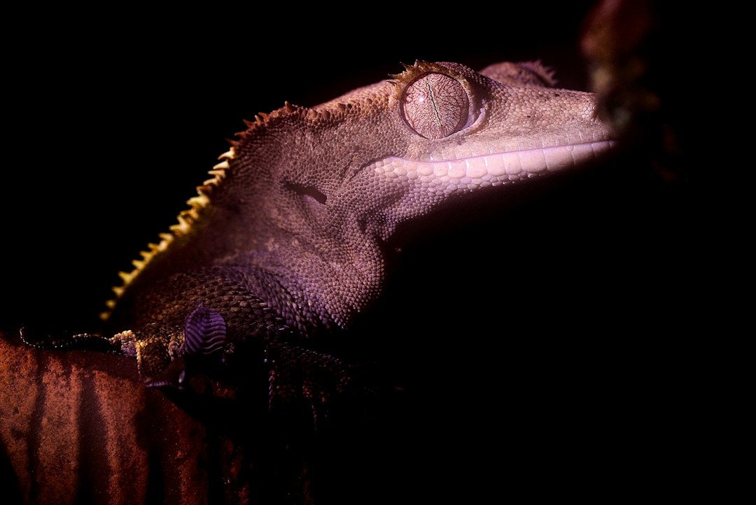 Feeder insect breeding colonies for crested gecko keepers hero image