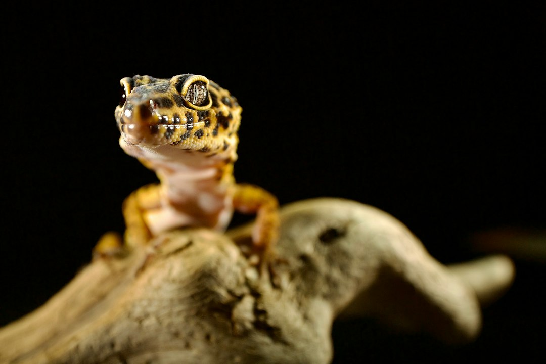 Quarantine protocols introducing new geckos safely and disease prevention hero image